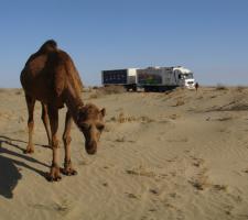 Camel and Truck