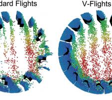Standard and V-flights